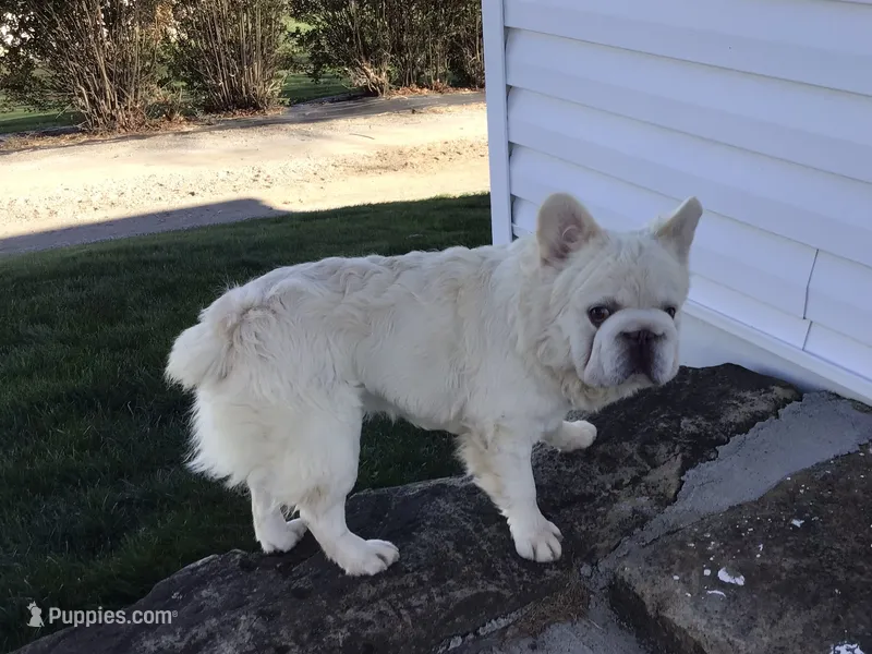 King Big Rope Fluffy