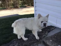 King Big Rope Fluffy, a male French Bulldog for sale in Dalton, OH – Photo 1 of 4