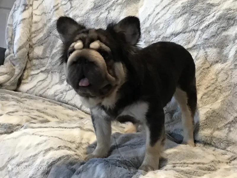 Petunia – French Bulldog puppy for sale in Dalton, OH