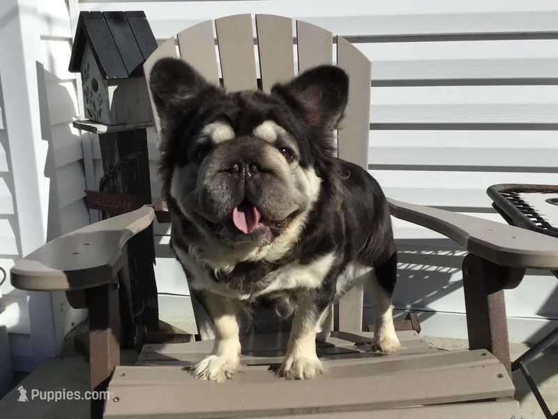 Petunia – French Bulldog puppy for sale in Dalton, OH