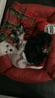 Bentley Hermes, a male Chinese Crested for sale in Tuscaloosa, AL – 3 of 7