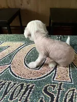 Bentley Hermes, a male Chinese Crested for sale in Tuscaloosa, AL – 6 of 7