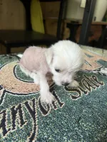 Bentley Hermes, a male Chinese Crested for sale in Tuscaloosa, AL – 7 of 7