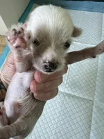 Bentley Hermes, a male Chinese Crested for sale in Tuscaloosa, AL – 4 of 7