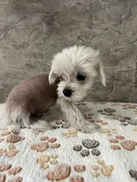 Bentley Hermes, a male Chinese Crested for sale in Tuscaloosa, AL – 2 of 7