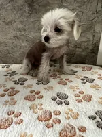 Bentley Hermes, a male Chinese Crested for sale in Tuscaloosa, AL – 5 of 7