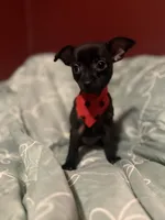 Spike, a male Dachshund and Chihuahua for sale in Orange, CA – 2 of 3