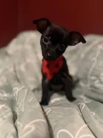 Spike, a male Dachshund and Chihuahua for sale in Orange, CA – 3 of 3