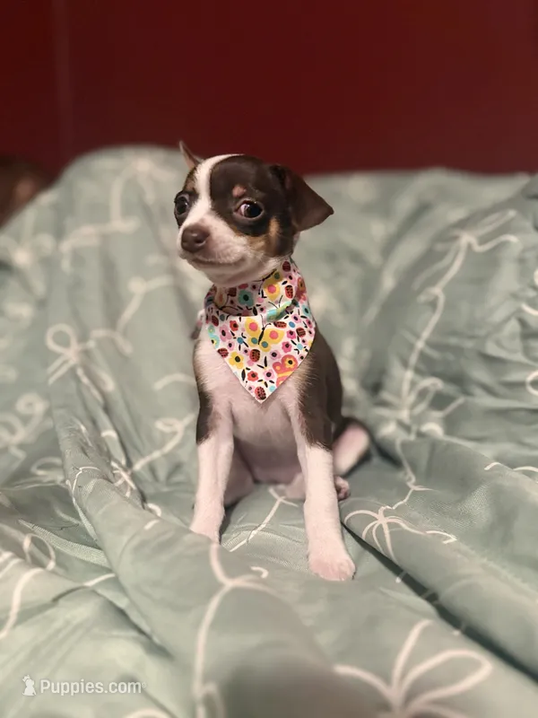 Jasmine – Chihuahua puppy for sale in Orange, CA