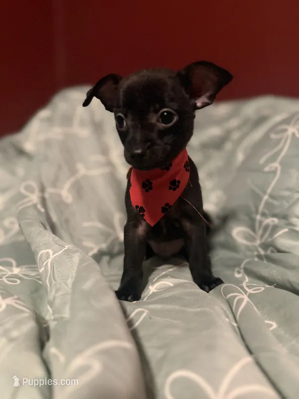 Spike – Dachshund, Chihuahua puppy for sale in Orange, CA