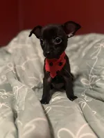 Spike, a male Dachshund and Chihuahua for sale in Orange, CA – 1 of 3