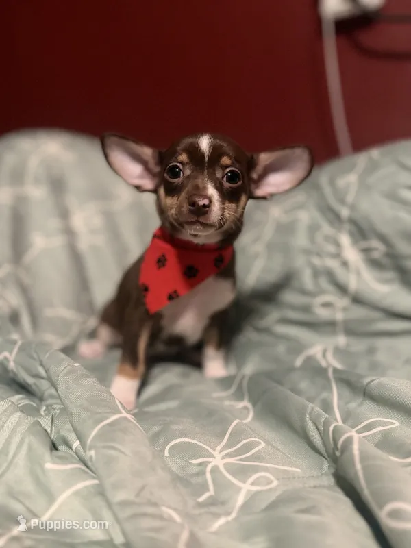 Tommy – Dachshund, Chihuahua puppy for sale in Orange, CA