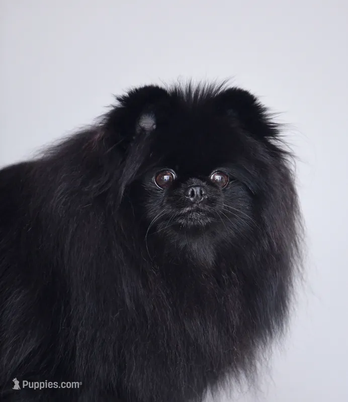Barselona – Pomeranian puppy for sale in Hollywood, FL
