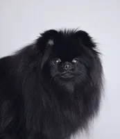 Barselona, a female Pomeranian for sale in Hollywood, FL – 1 of 1