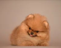 Teacup Girl, a female Pomeranian for sale in Hollywood, FL – 1 of 5