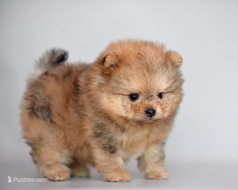 Grisha, a male Pomapoo for sale in Hollywood, FL – 1 of 2