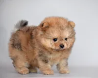 Grisha, a male Pomapoo for sale in Hollywood, FL – 1 of 2