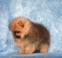 Baby Dool, a female Pomeranian for sale in Hollywood, FL – 3 of 4