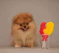 Milly, a female Pomeranian for sale in Hollywood, FL – 2 of 2