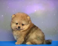Cuki, a male Pomeranian for sale in Hollywood, FL – 3 of 4