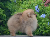 Hummer, a male Pomeranian for sale in Hollywood, FL – 2 of 3