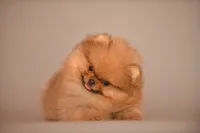 Teacup Girl, a female Pomeranian for sale in Hollywood, FL – 5 of 5