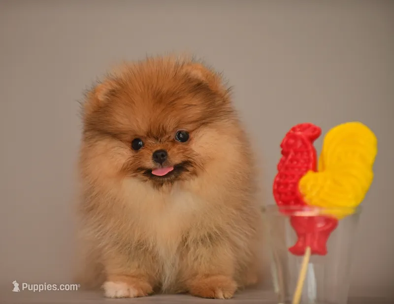Milly – Pomeranian puppy for sale in Hollywood, FL