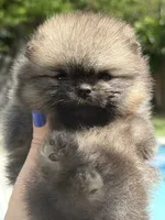 Doll, a female Pomeranian for sale in Hollywood, FL – 2 of 2