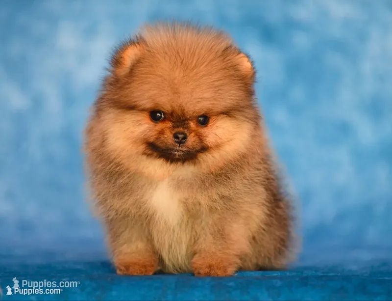 Angry bids, a male Pomeranian for sale in Hollywood, FL – 1 of 2