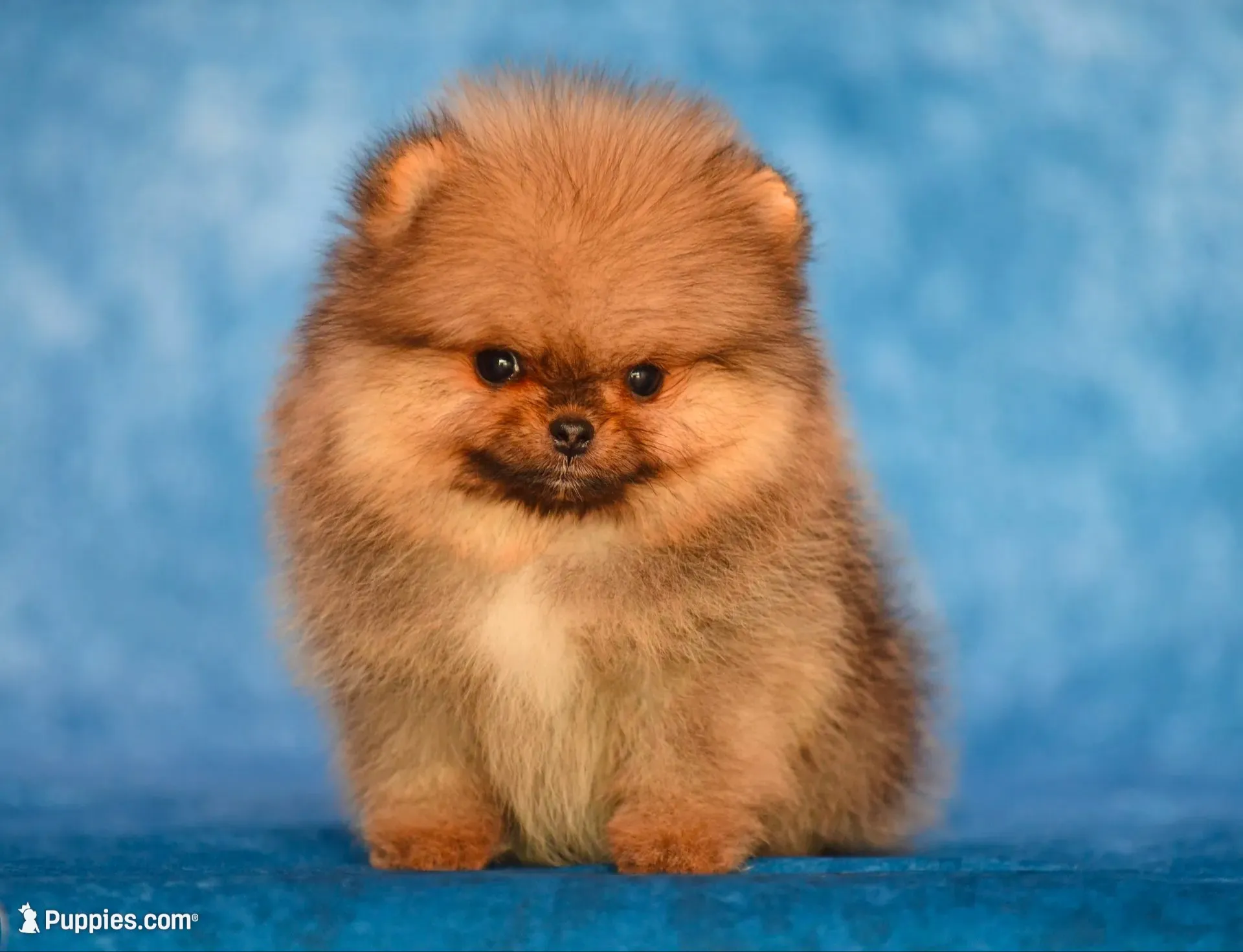 Angry bids, a male Pomeranian for sale in Hollywood, FL – 1 of 2