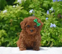 Brouny, a male Poodle - Toy  for sale in Hollywood, FL – 4 of 6