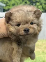Grisha, a male Pomapoo for sale in Hollywood, FL – 1 of 5