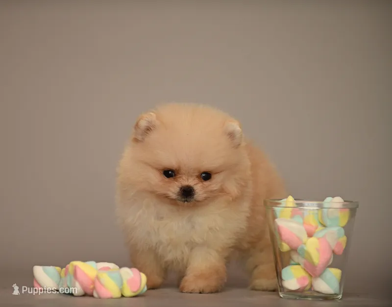 Caramel – Pomeranian puppy for sale in Hollywood, FL