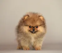 Angry bids, a male Pomeranian for sale in Hollywood, FL – 4 of 8