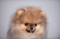 Hammer, a male Pomeranian for sale in Hollywood, FL – 3 of 4