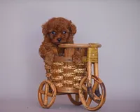 Bingo, a male Poodle - Toy  for sale in Hollywood, FL – 2 of 4