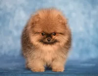 Baby Dool, a female Pomeranian for sale in Hollywood, FL – 2 of 4