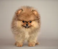 Angry bids, a male Pomeranian for sale in Hollywood, FL – 7 of 8