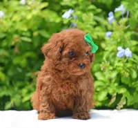 Brouny, a male Poodle - Toy  for sale in Hollywood, FL – 5 of 6