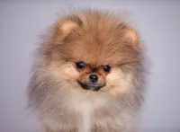 Hammer, a male Pomeranian for sale in Hollywood, FL – 4 of 4