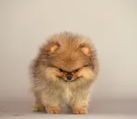 Angry bids, a male Pomeranian for sale in Hollywood, FL – 3 of 8