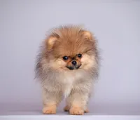 Hammer, a male Pomeranian for sale in Hollywood, FL – 2 of 4