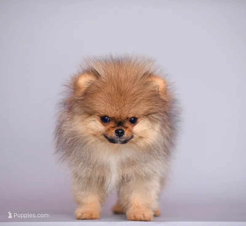 Hammer – Pomeranian puppy for sale in Hollywood, FL
