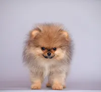 Hammer, a male Pomeranian for sale in Hollywood, FL – 1 of 4