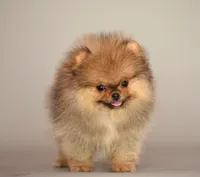 Angry bids, a male Pomeranian for sale in Hollywood, FL – 2 of 8