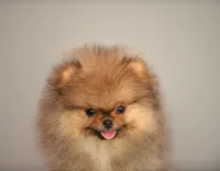 Angry bids, a male Pomeranian for sale in Hollywood, FL – 8 of 8