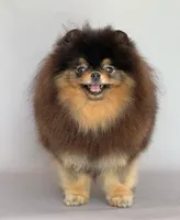 Rolex, a female Pomeranian for sale in Hollywood, FL – 3 of 4