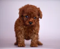 Bingo, a male Poodle - Toy  for sale in Hollywood, FL – 3 of 4