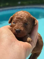 Brouny, a male Poodle - Toy  for sale in Hollywood, FL – 1 of 5