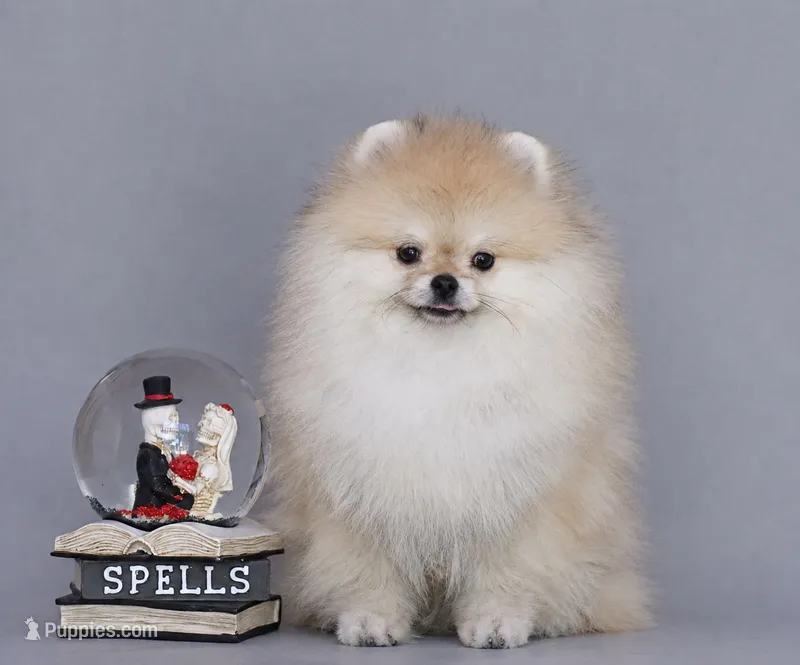 Sweet Dream – Pomeranian puppy for sale in Hollywood, FL